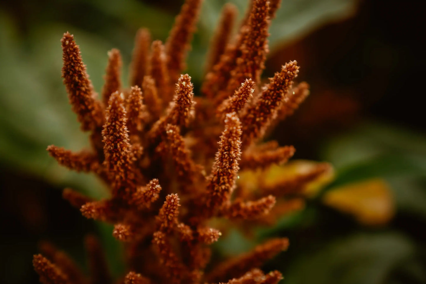 Amaranto Hot Biscuits