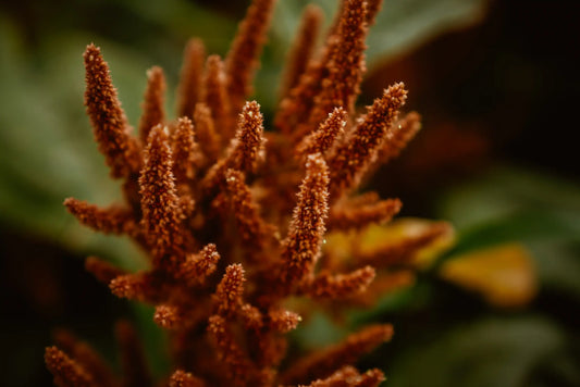 Amaranto Hot Biscuits