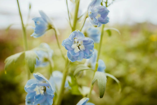 Delphinium Sky Blue
