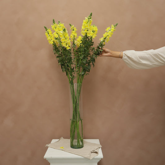 Snapdragon Yellow