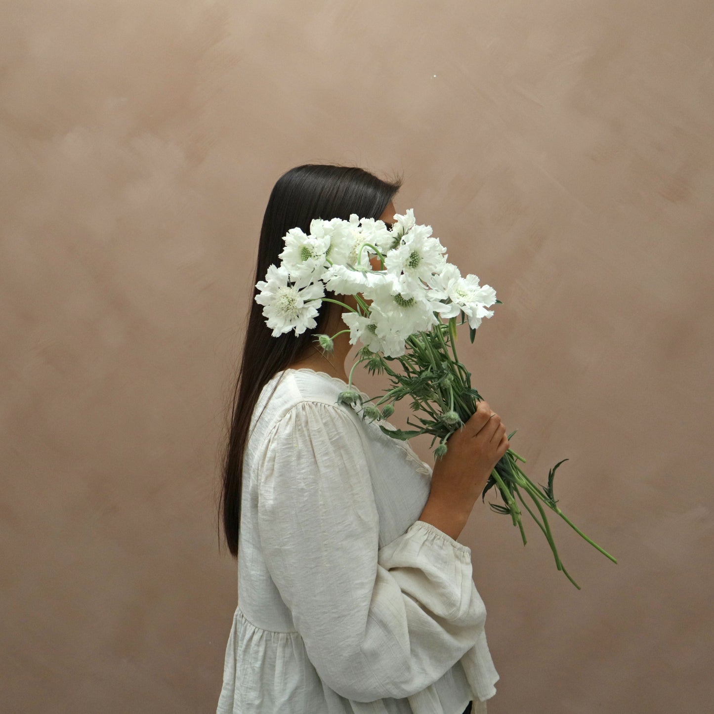 Scabiosa Fama White