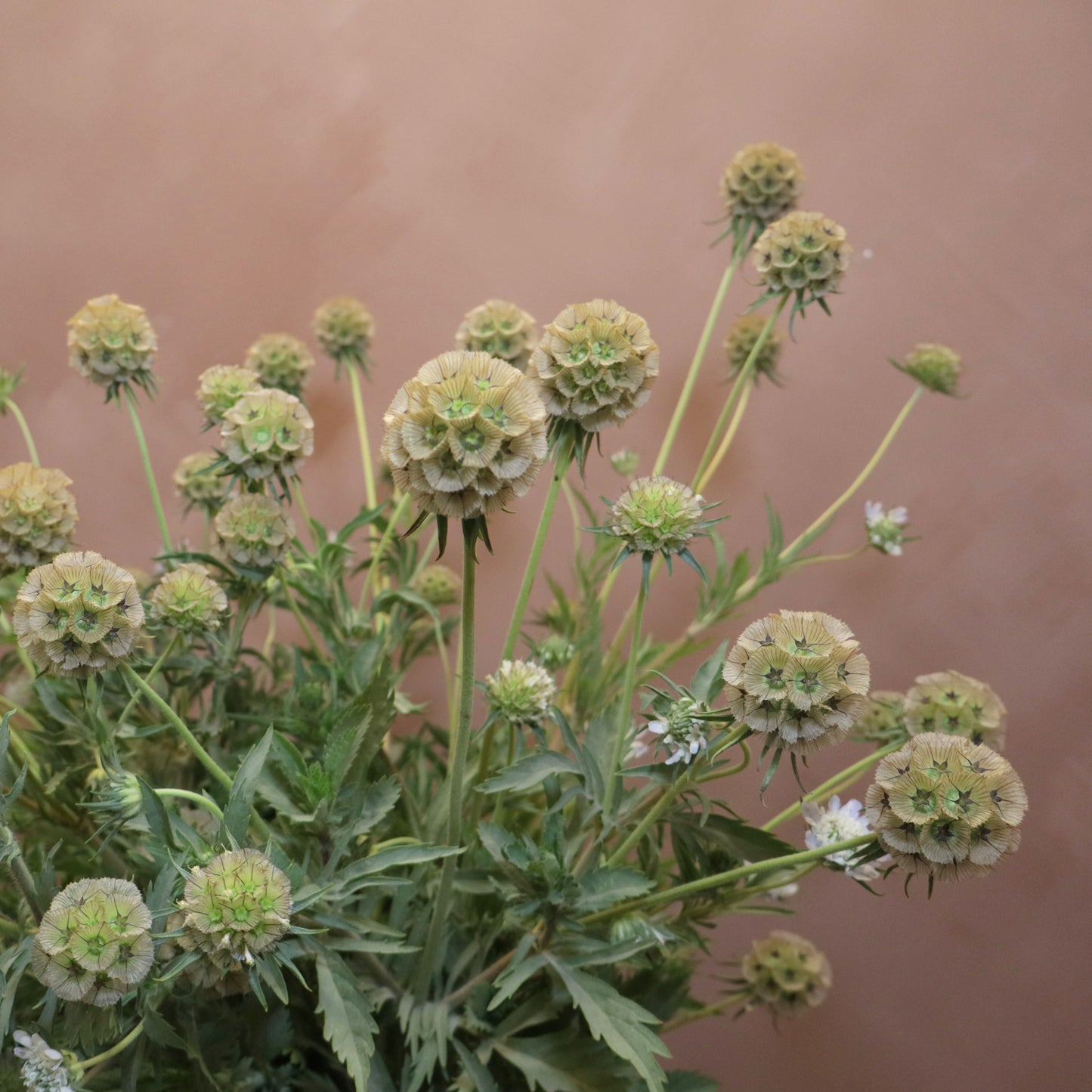 Scabiosa Ping Pong