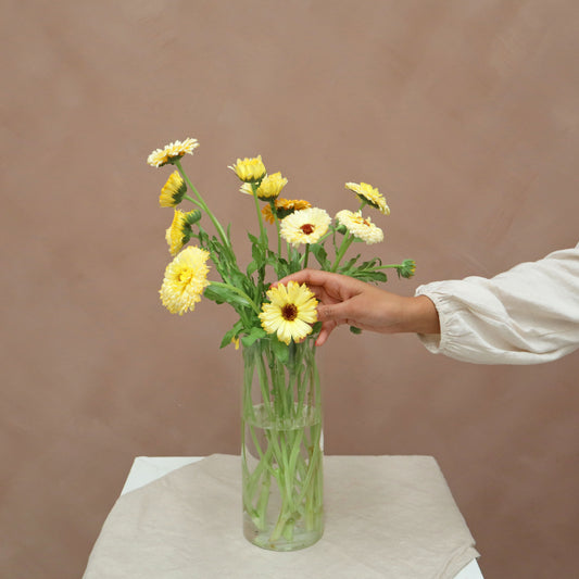 Calendula Ivory Princess