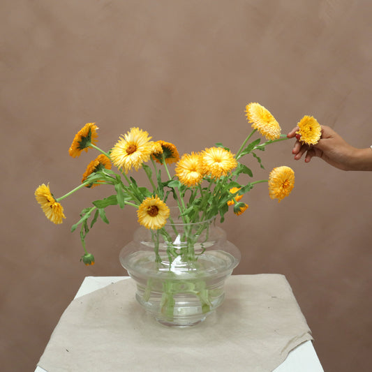 Calendula Pacific Apricot