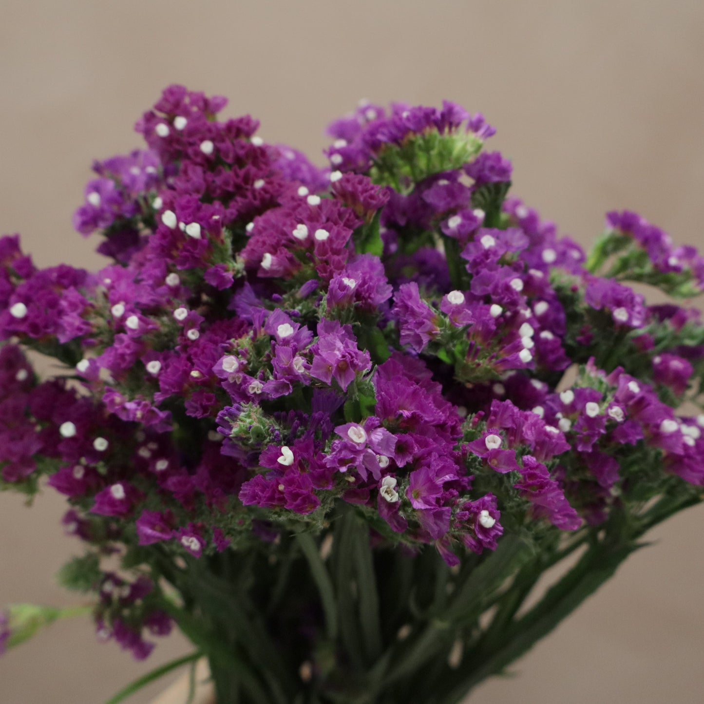 Statice Morado