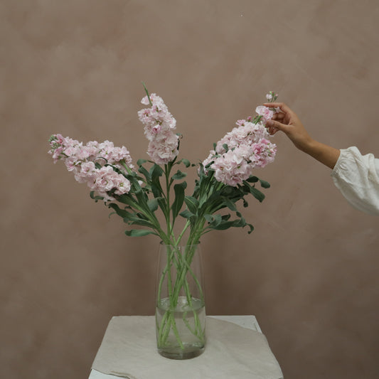 Matthiola Cherry Blossom