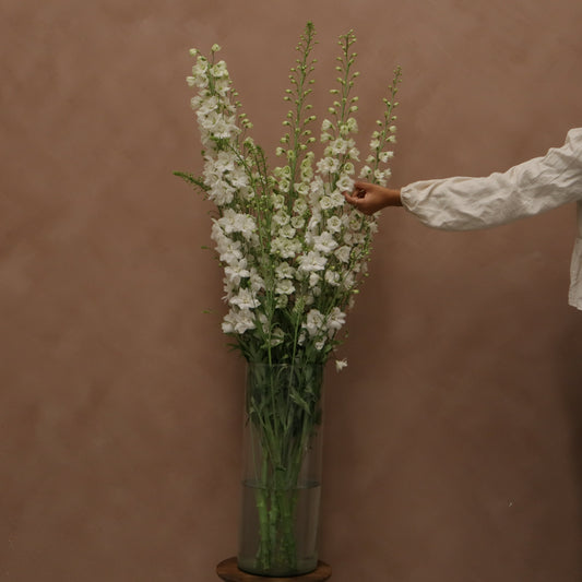 Delphinium Guardian White