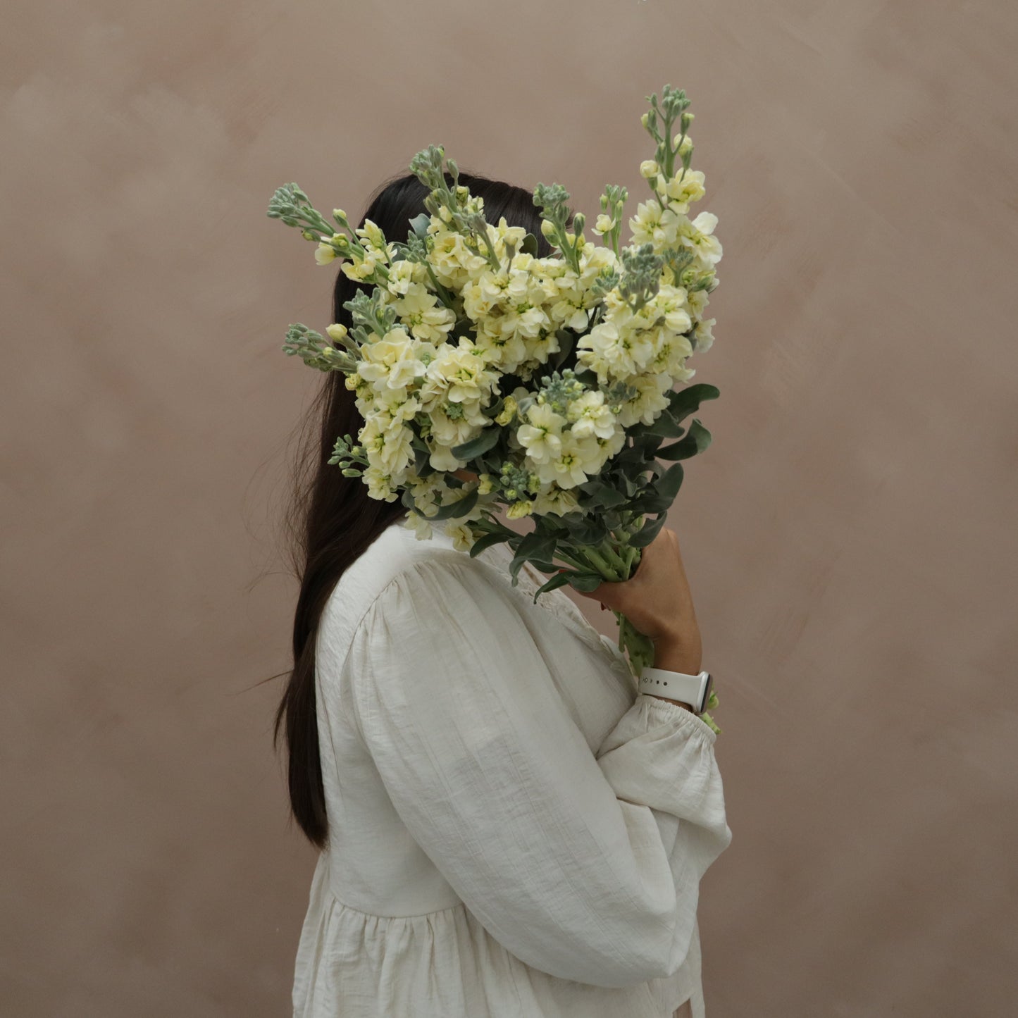 Matthiola Yellow