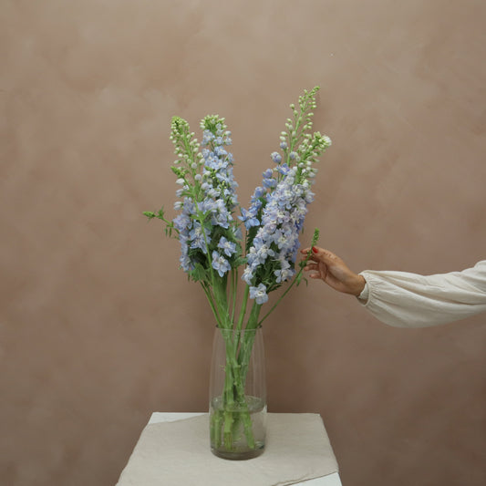 Delphinium Sky Blue