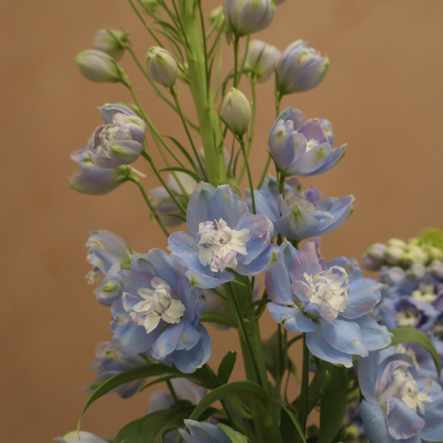 Delphinium Sky Blue