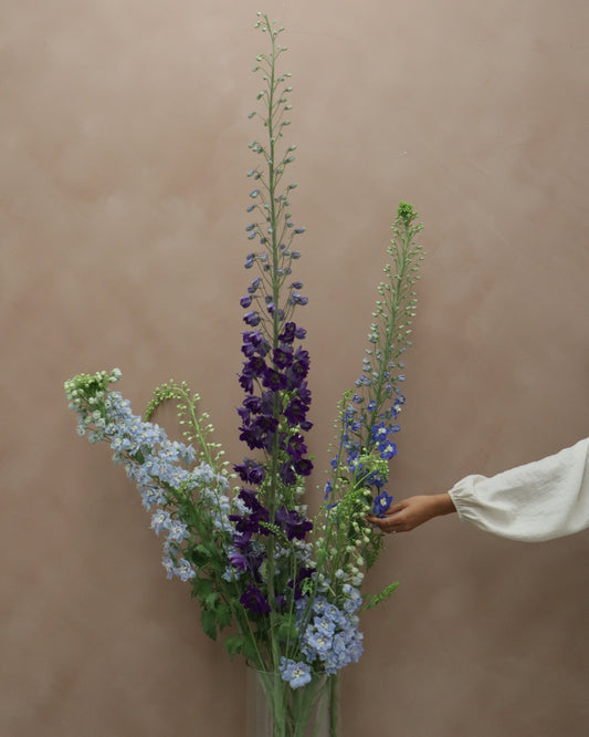 Delphinium Magic MIX