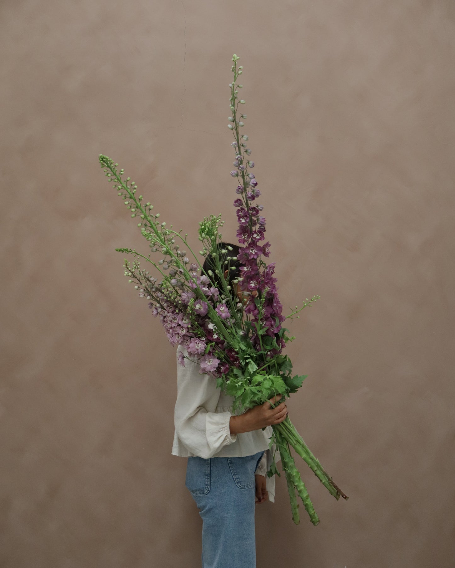 Delphinium Cherry