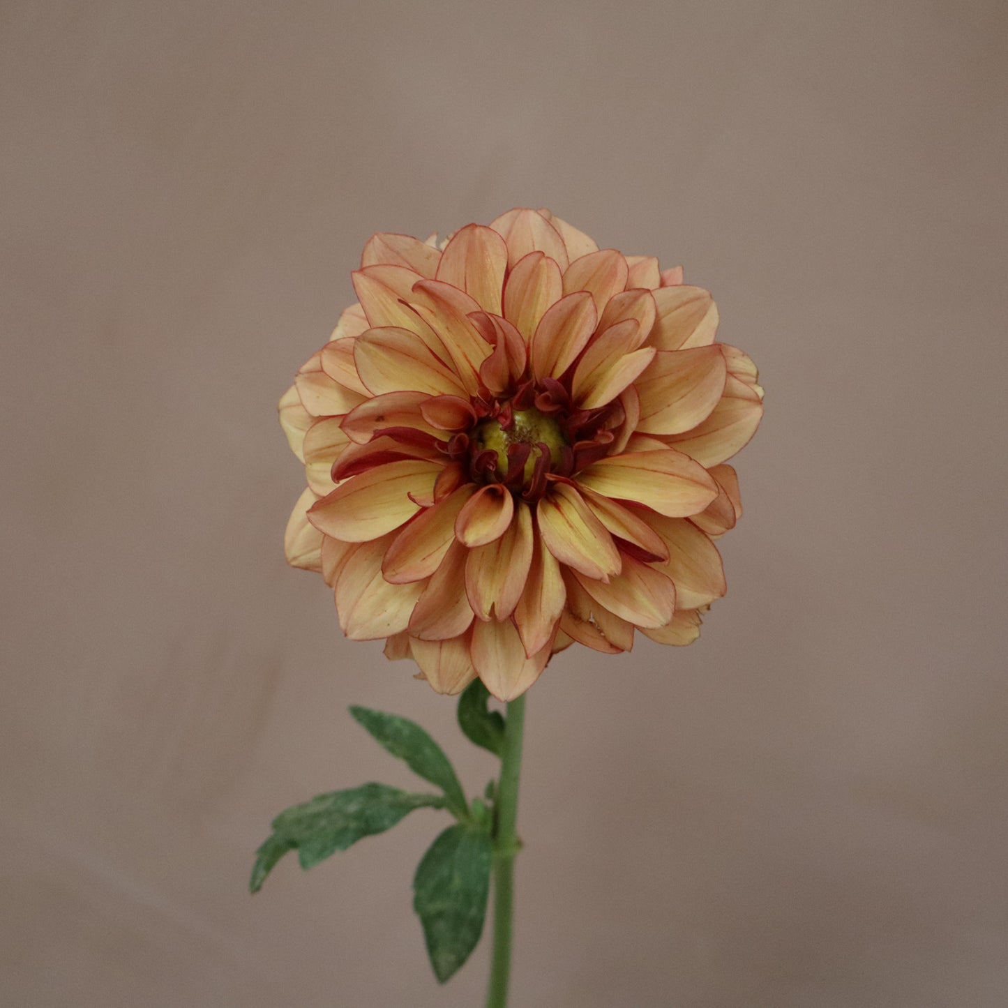 Dalia Creme de Cognac