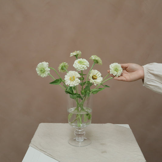 Zinnia White
