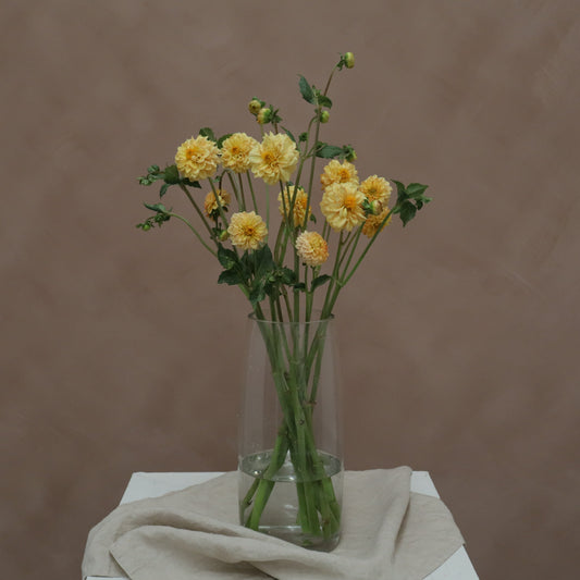 Dalia Golden Scepter