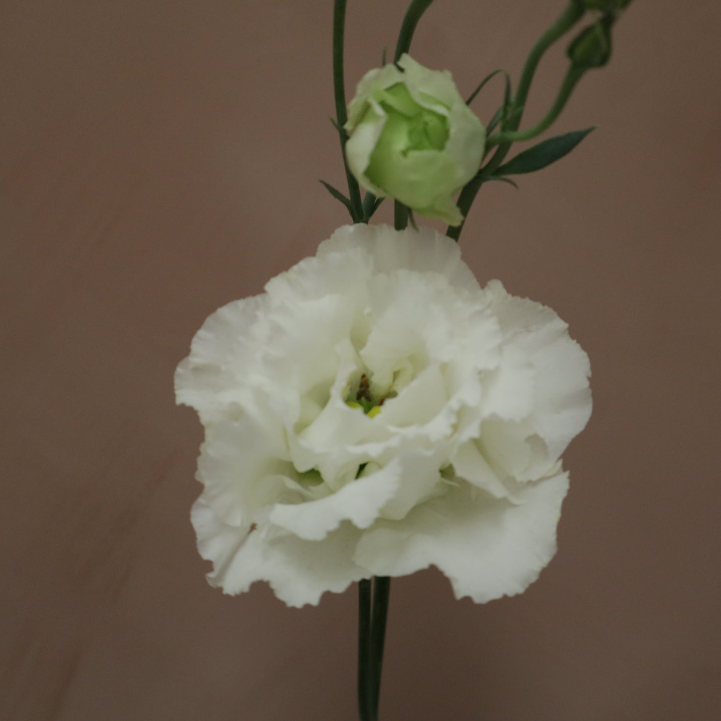 Lisianthus Voyage Blanco