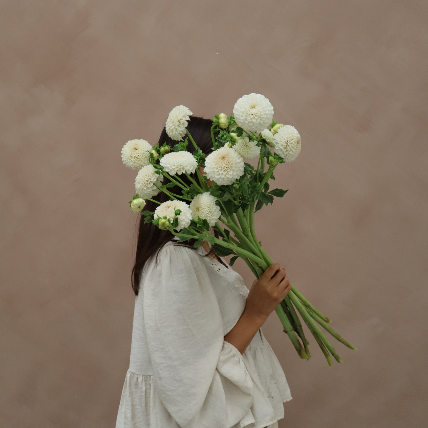 Dalia White Aster