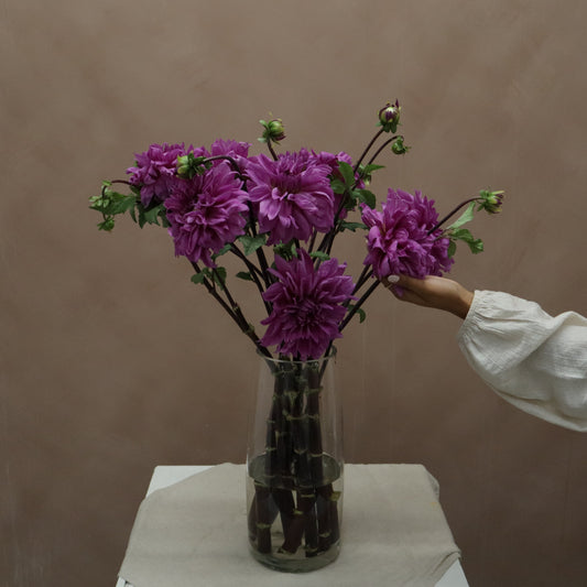Dalia Lilac Time