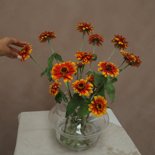 Zinnia Yellow Flame