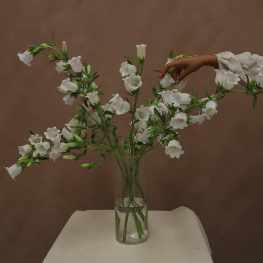 Campanula