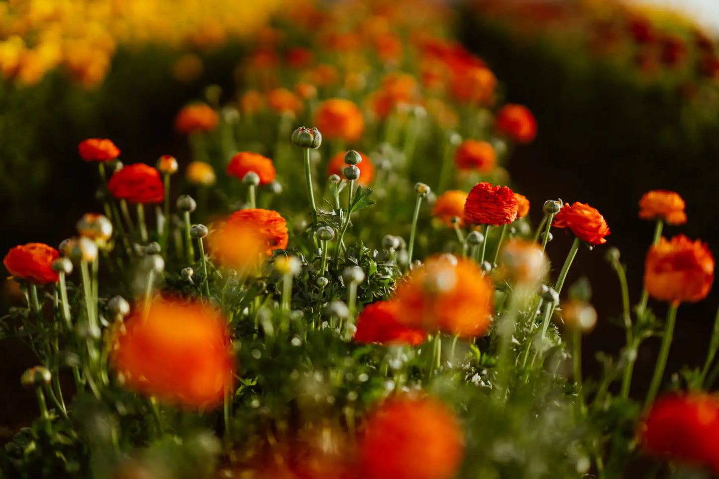 Ranunculo Clementine