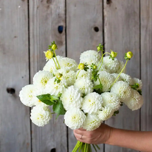 Bunch Floral Mediano