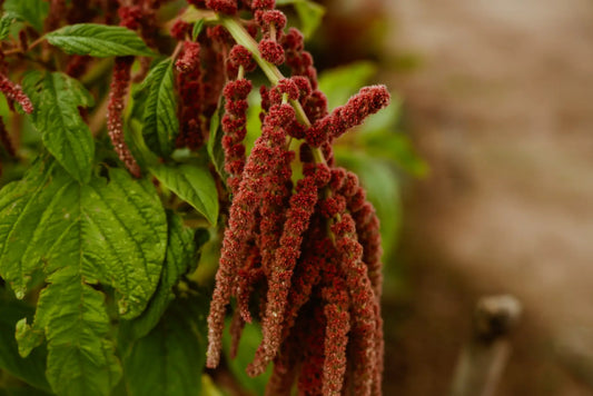 Amaranto Coral Fountain