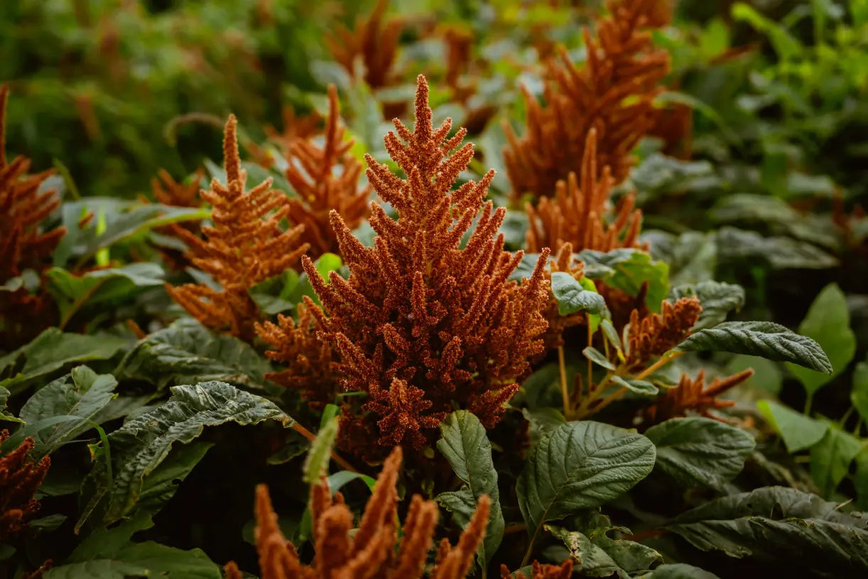 Amaranto Hot Biscuits