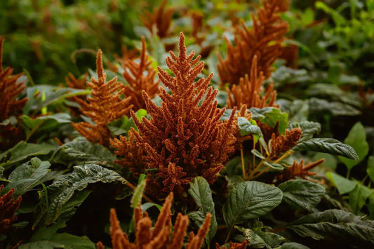 Amaranto Hot Biscuits