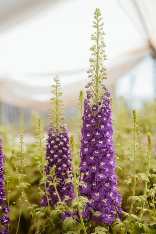 Delphinium Cameliard