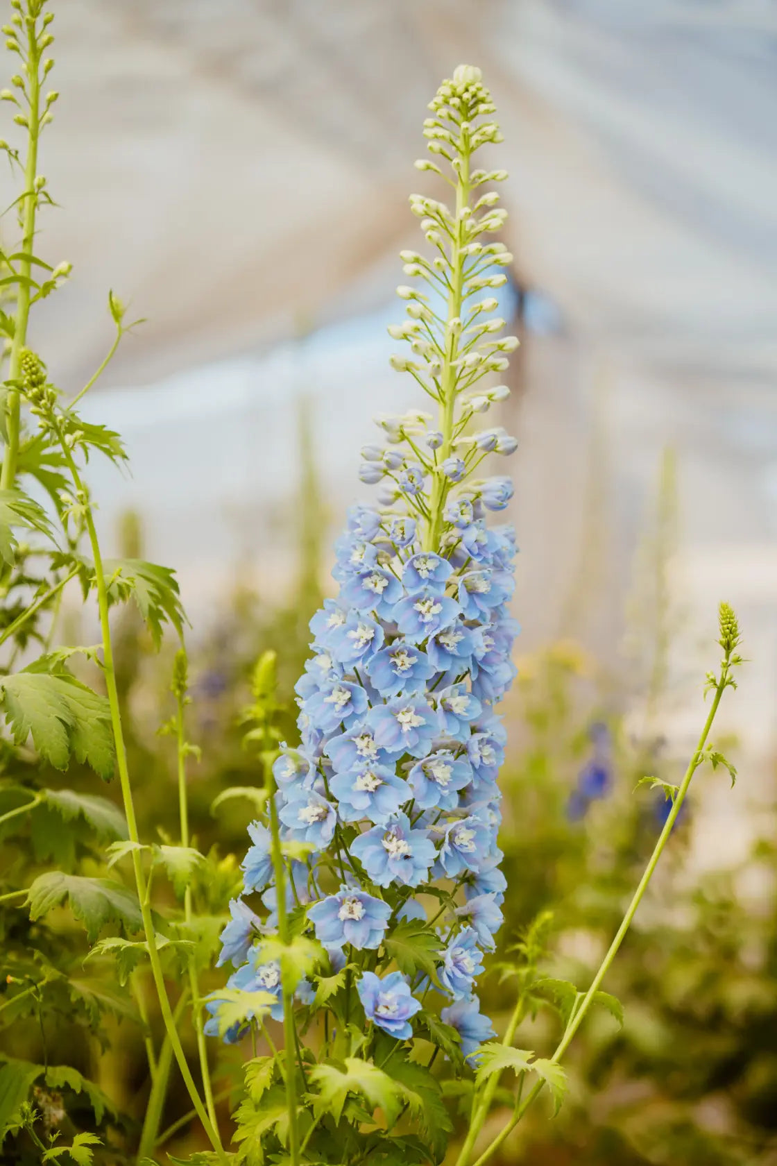 Delphinium Sky Blue