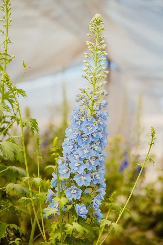 Delphinium Sky Blue