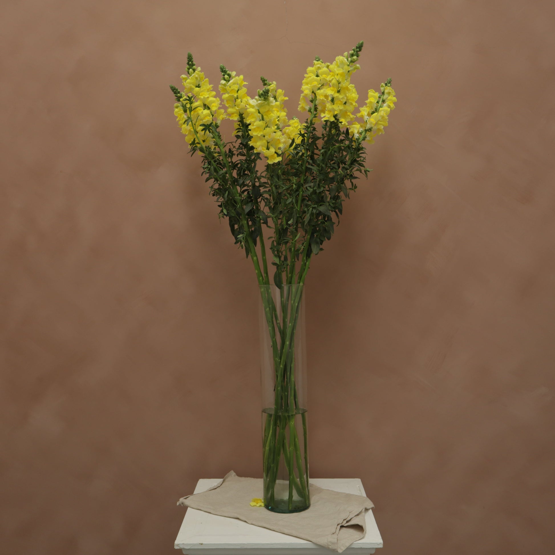 Snapdragon Yellow