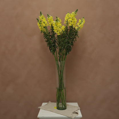 Snapdragon Yellow