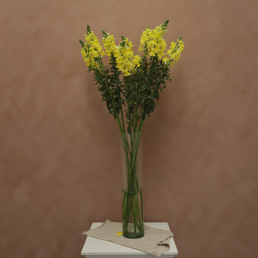 Snapdragon Yellow
