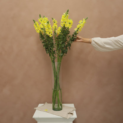 Snapdragon Yellow