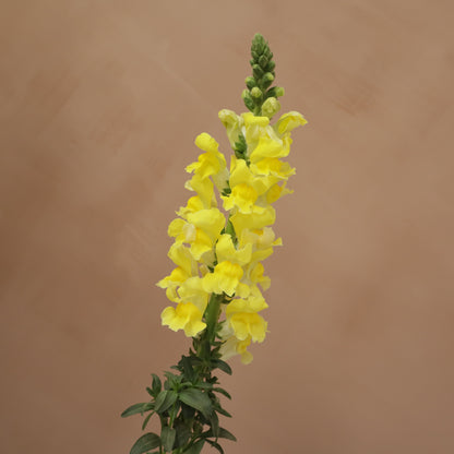 Snapdragon Yellow