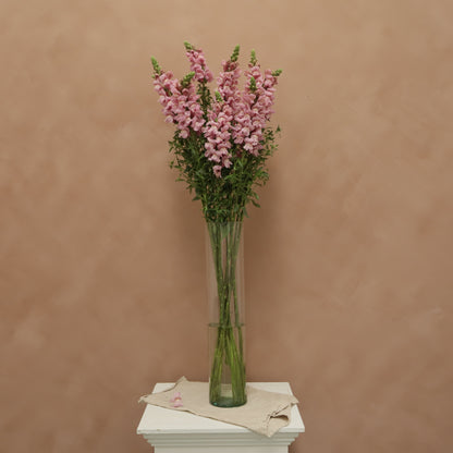 Snapdragon Lavender