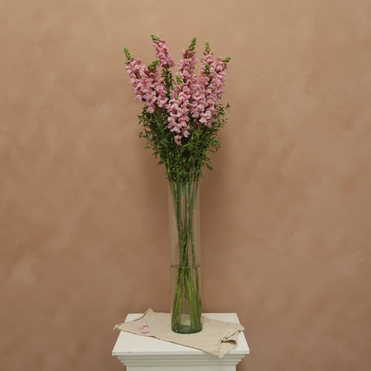 Snapdragon Lavender