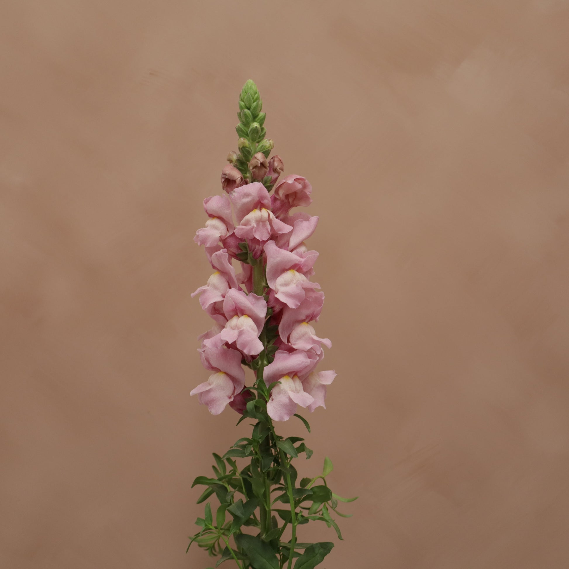 Snapdragon Lavender