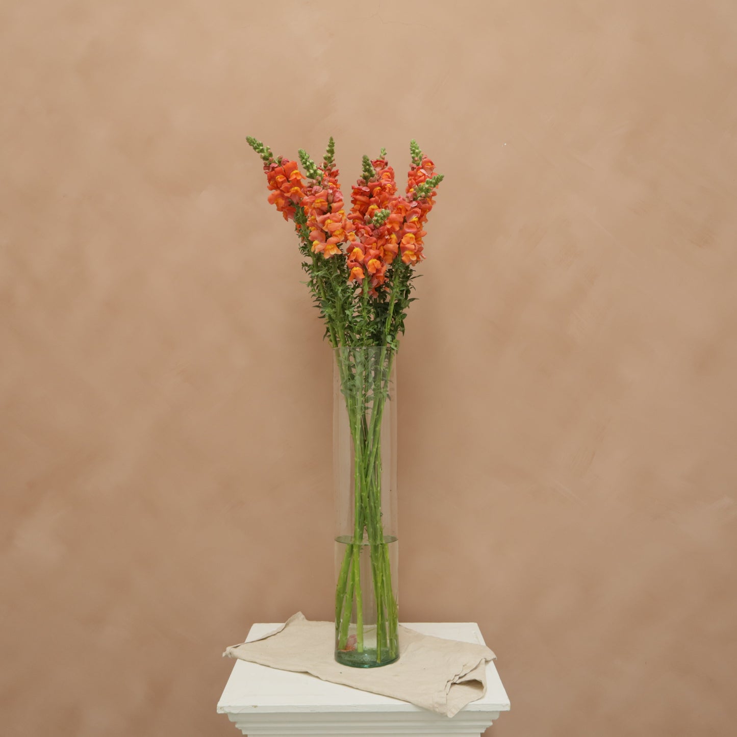Snapdragon Orange