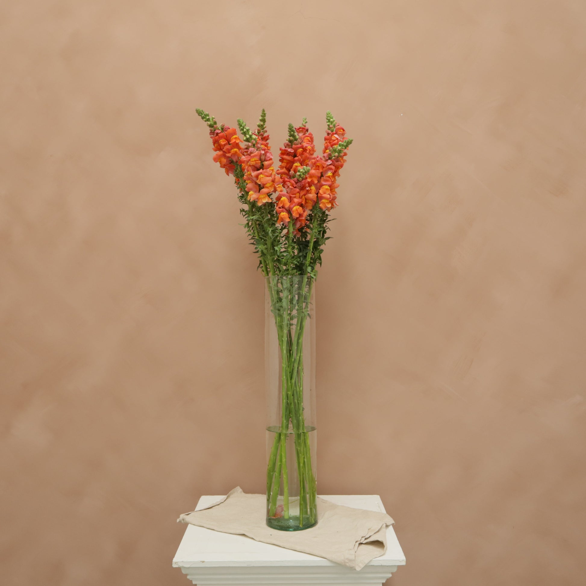 Snapdragon Orange