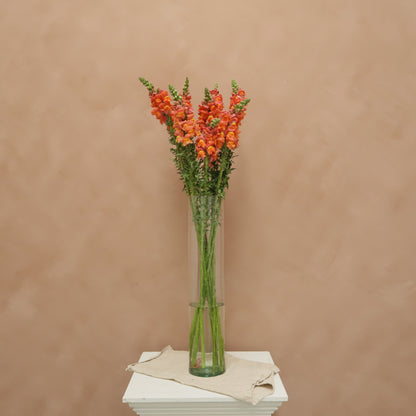 Snapdragon Orange