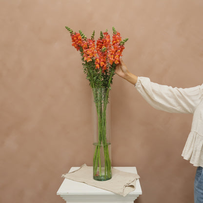 Snapdragon Orange