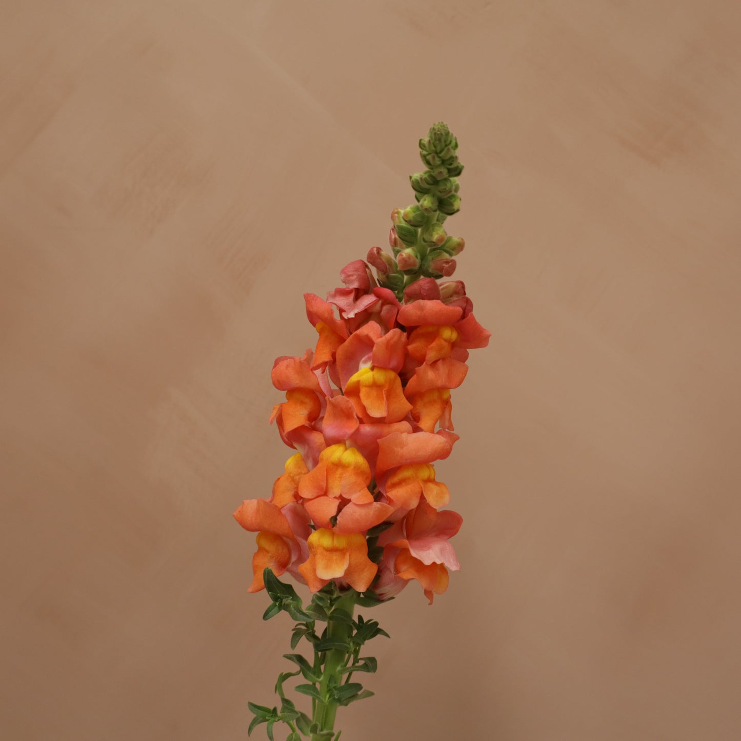 Snapdragon Orange