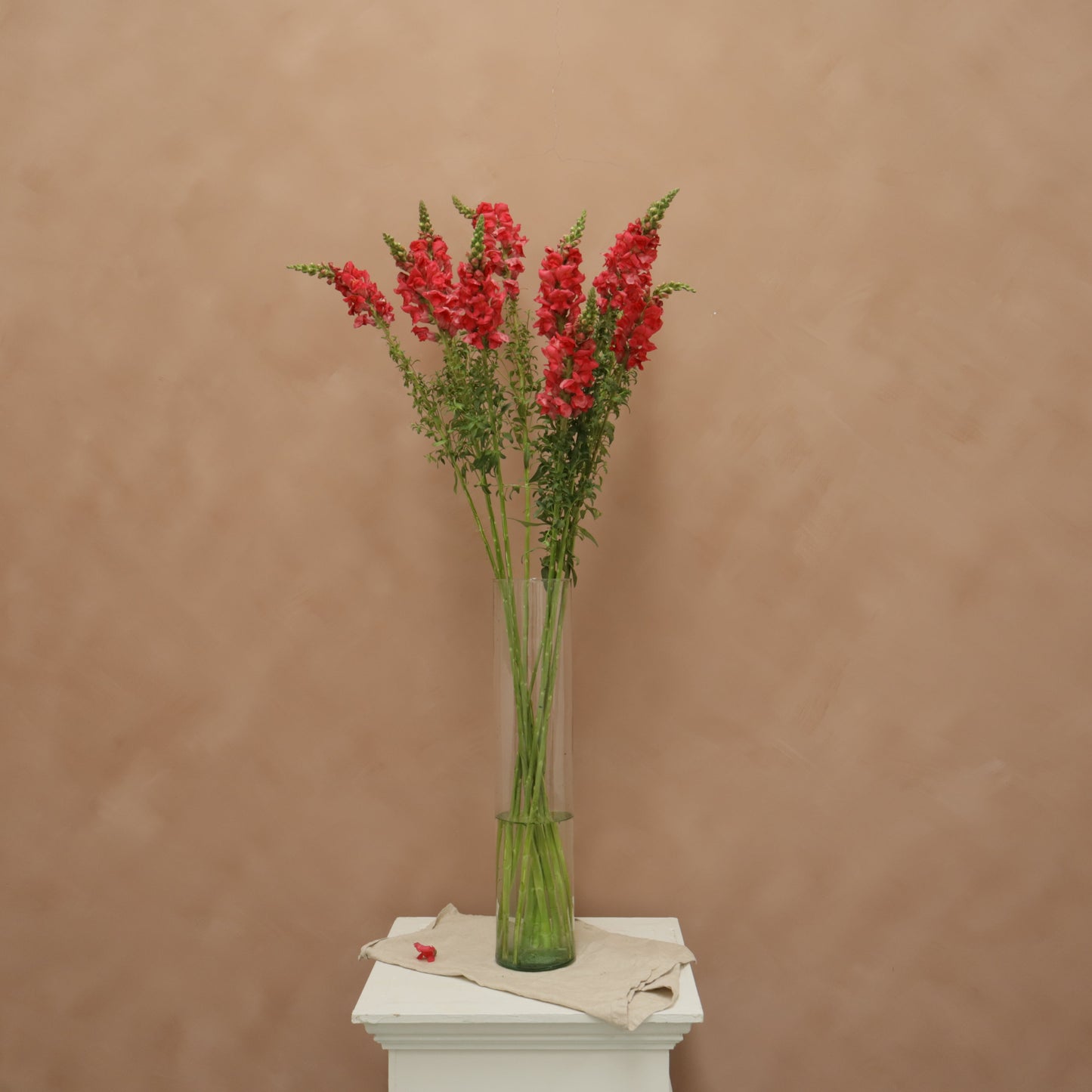 Snapdragon Cherry Rose