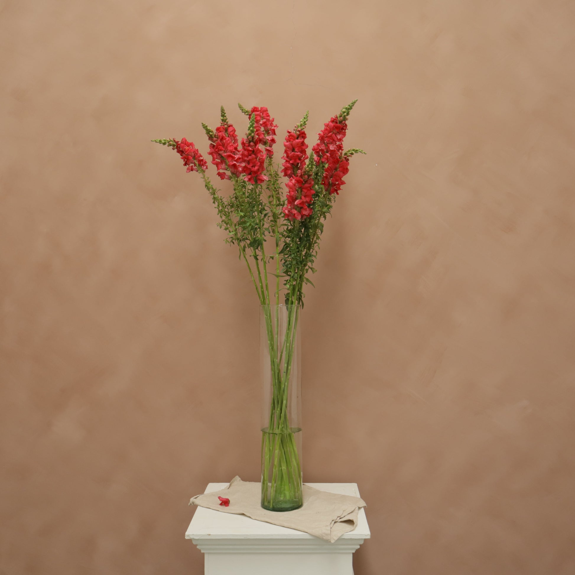 Snapdragon Cherry Rose