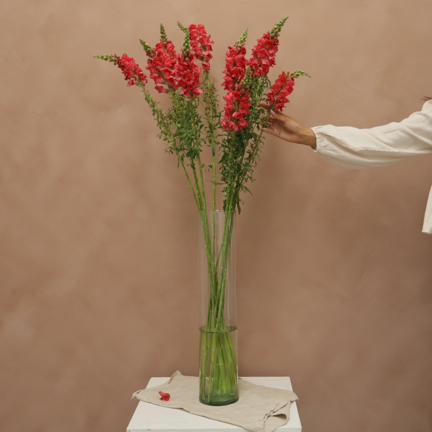 Snapdragon Cherry Rose