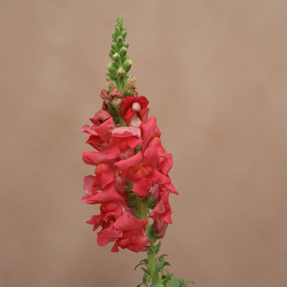 Snapdragon Cherry Rose