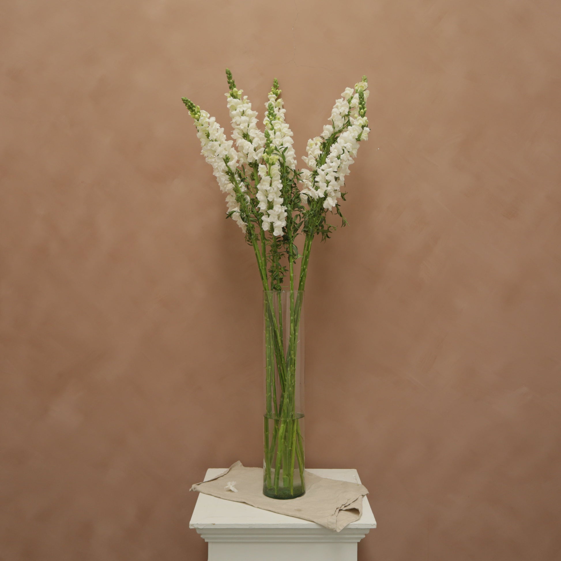 Snapdragon Early White